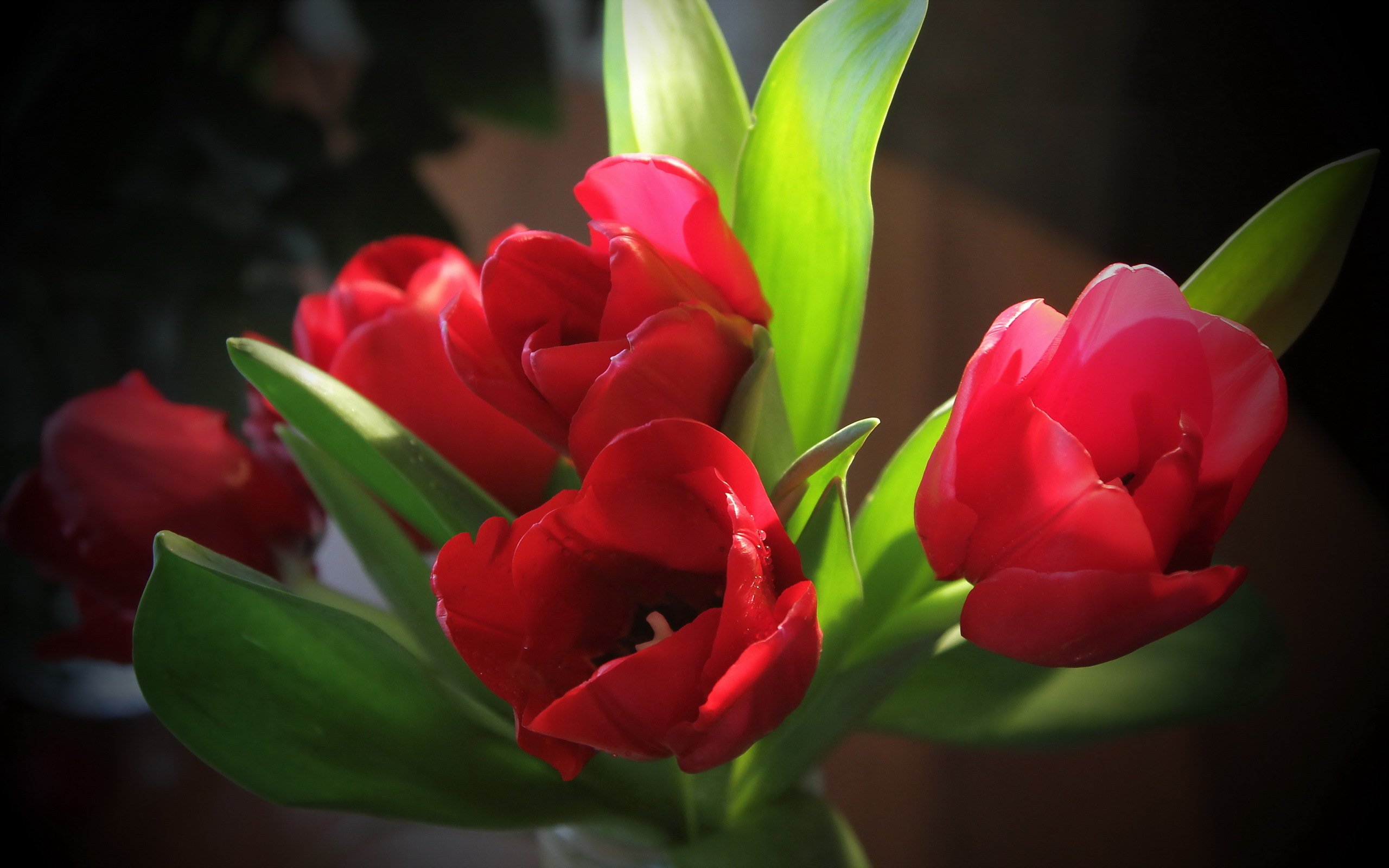 Тюльпаны картинки хорошего качества. Тюльпан Red Pride. Тюльпан panenka. Цветы тюльпаны. Красивые тюльпаны.