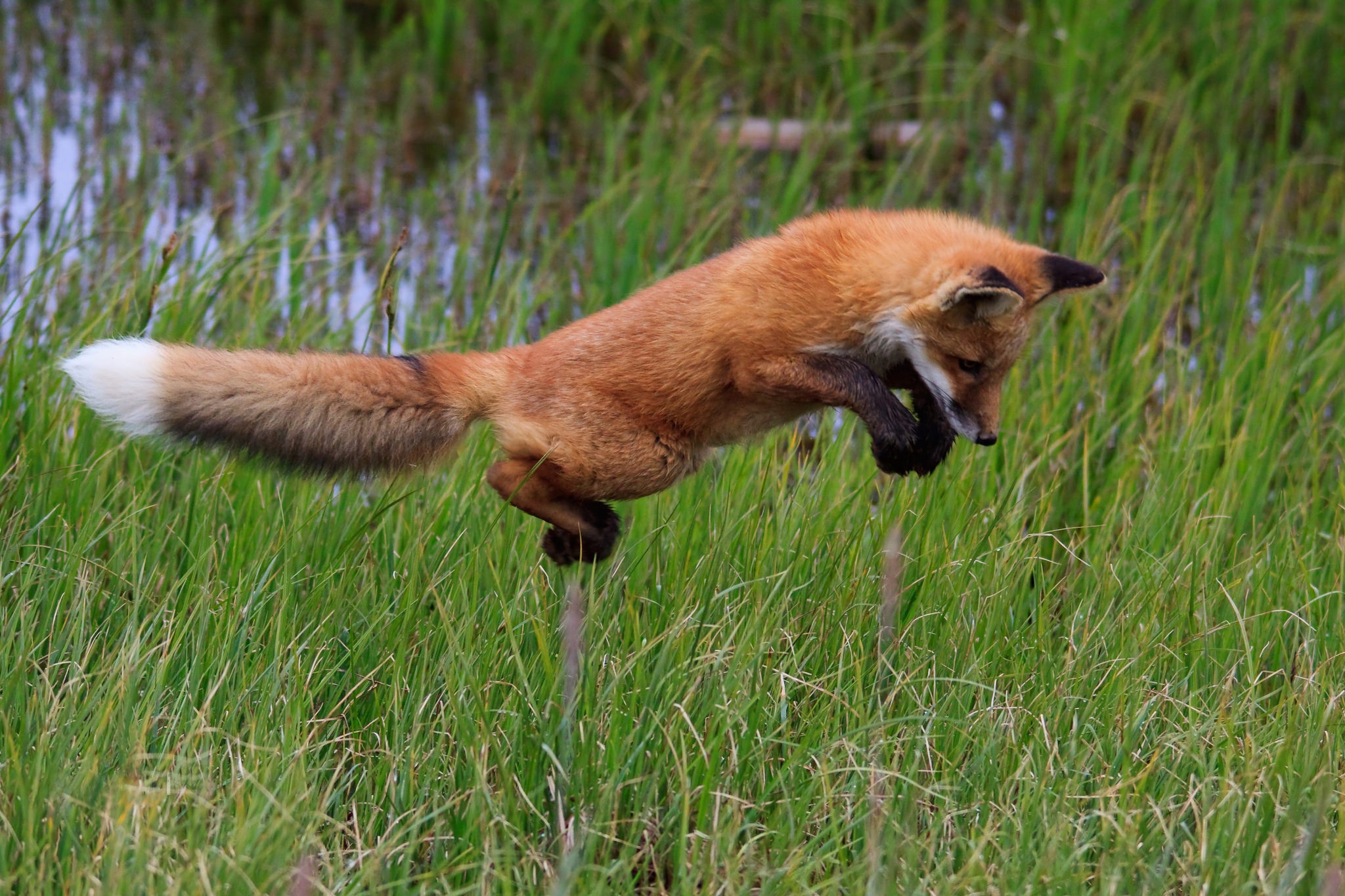 Затаивание лисицы в укромном месте перед нападением. Лиса. Лиса прыгает. Обыкновенная лисица. Лиса в прыжке.
