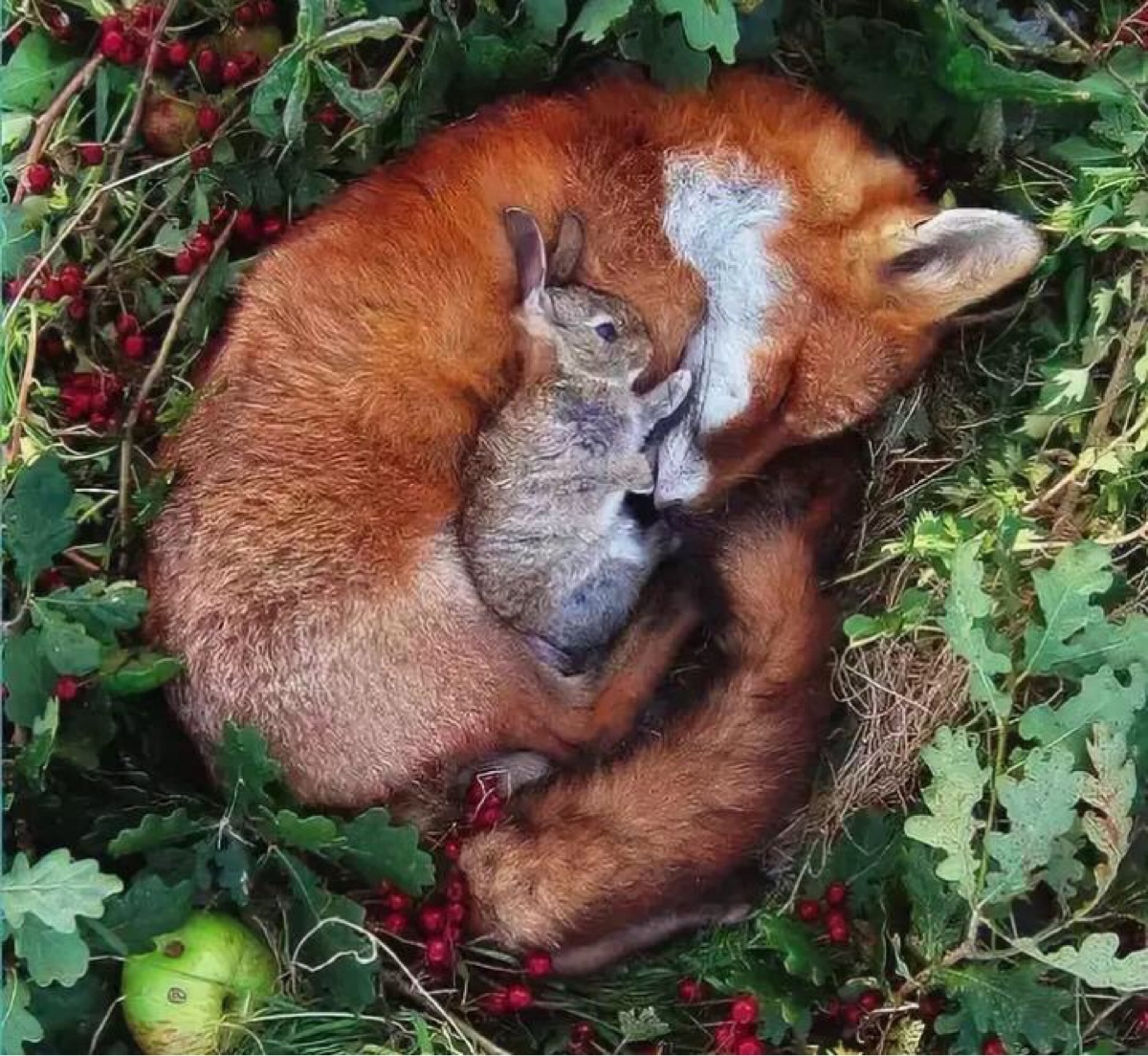 Отношения между зайцем и белкой в природе. Спящие животные. Лиса и кролик. Лиса в дикой природе. Лисички звери.